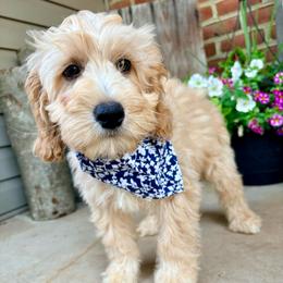 Pixie - Cream female Cockapoo puppy in Denver, Pennsylvania from Greenview Puppies