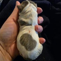 Quill - White and blue male Teddy Roosevelt Terrier puppy in Claremore, Oklahoma from Travelin' Man Terriers