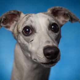 Whippets from PyneTree Whippets