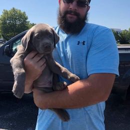Labrador Retriever Puppies from KMC Gun Dogs