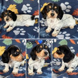 Apple - Piebald male Dachshund puppy in Gatesville, Texas from Emily’s Doxie Domain