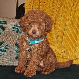 Cedar - Red  male Poodle puppy in Queens, New York from Pawfect Soul Puppies
