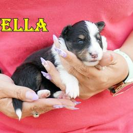 Stella - Girl - Black & tan female Toy Shetland Sheepdog puppy in Frazeysburg, Ohio from Mountain High Kennels