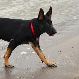 German Shepherds from Martina Leahy's German Shepherds