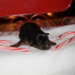 Boy 1 - Gold male Yorkshire Terrier puppy in Carmichael, California from Mckeever's Yorkies