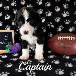 Captain - Black and white male Sheepadoodle puppy in Glen Rose, Texas from Clevenger’s Sheepadoodle Fur Baby Farm