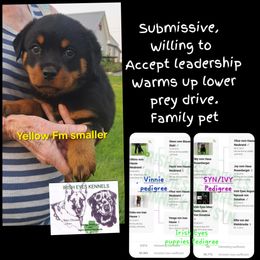 Girl 3 - Black and mahogany female Rottweiler puppy in De Witt, Iowa from Irish Eyes Kennels