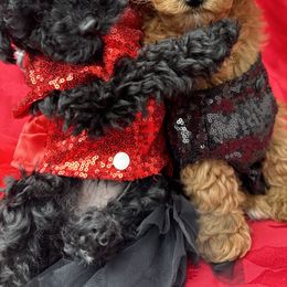 Biewer Terrier and Poodle Puppies from Alpha Tiny Paws