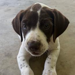 German Shorthaired Pointers from Rachel Forehand