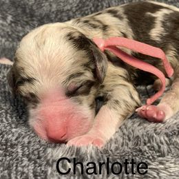 Charlotte - Chocolate merle female Bernedoodle puppy in New Ringgold, Pennsylvania from Hawk Mountain Doodles