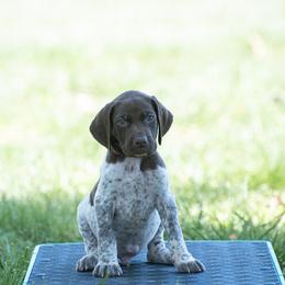 German Shorthaired Pointer and Vizsla Puppies from Nosam Kennels