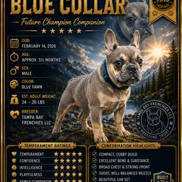 Tucker (aka Blue) - Blue fawn male French Bulldog puppy in Tampa, Florida from Tampa Bay Frenchies LLC