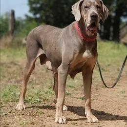 Freya - Great Dane