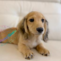 Pluto - Cream male Dachshund puppy in Peyton, Colorado from Dachshund Universe