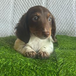 Kisses - Piebald female Dachshund puppy in Hawley, Texas from Foxy’s Dachshunds & Toy Aussies