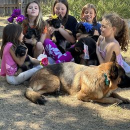 German Shepherd Puppies from Pridelands