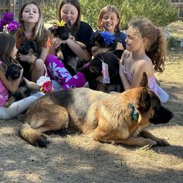 German Shepherd Puppies from Pridelands