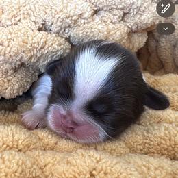 Zipp - Liver and white male Shih Tzu puppy in Bentonville, Arkansas from T & D Dachshunds by design