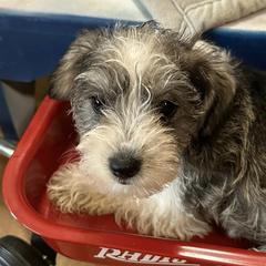 Miniature Schnauzers from Patriot Paws