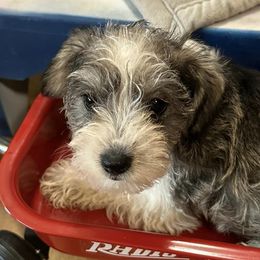 Miniature Schnauzers from Patriot Paws