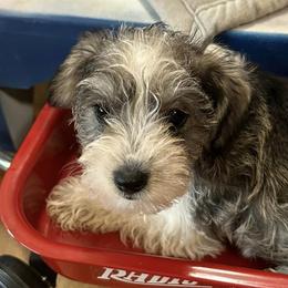 Miniature Schnauzers from Patriot Paws