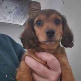 Shaded red girl - Dapple female Dachshund puppy in Madisonville, Tennessee from LaRose Farm & Kennels