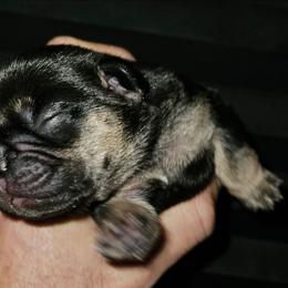 Boy 3 - Black and tan male French Bulldog puppy in High Ridge, Missouri from St Louis Frenchies