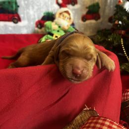 Hazelnut - Dark golden female Golden Retriever puppy in Sandy, Oregon from Treasured K-9s