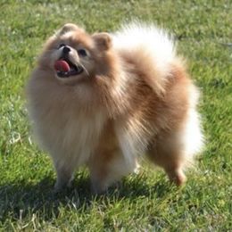 Foxy - Pomeranian