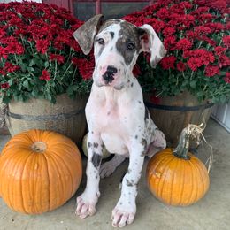 Clarabelle- Brindlequin - Harlequin female Great Dane puppy in Somerset, Ohio from Quarter Creek Danes