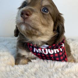 Dachshund Puppies from The Dach House