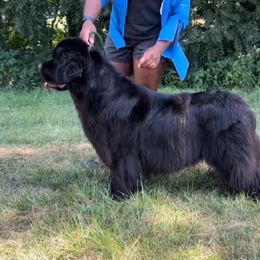 Simone - Newfoundland