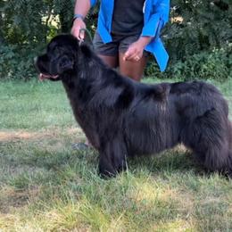 Simone - Newfoundland