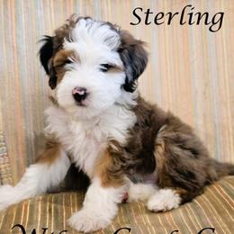 Sterling - Blue merle male Aussiedoodle puppy in Lancaster, Minnesota from Wilson Cattle Co.