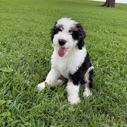 Chase Green Collar - Tri-color male Bernedoodle puppy in Camden, North Carolina from Luv My Doodle