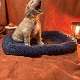 Goldendoodle Puppies from Unike Puppies