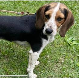Lilly - Beagle