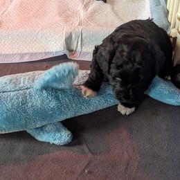 Portuguese Water Dog Puppies from Hat Trick Caos PWDs