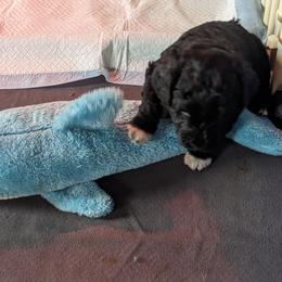 Portuguese Water Dog Puppies from Hat Trick Caos PWDs