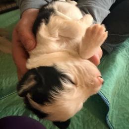 September - Black and white female Border Collie puppy in Lebanon, Oregon from Cahill’s Canines