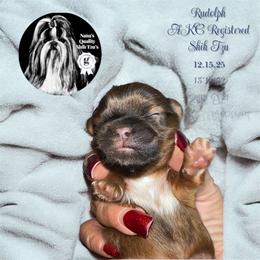 Rudolph - Red and white male Shih Tzu puppy in Sacramento, California from NANA’S  QUALITY SHIH TZU'S