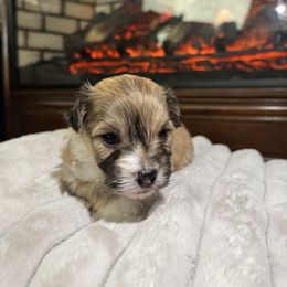Sage - Chocolate male Havanese puppy in Manteca, California from Happy Havanese Gems
