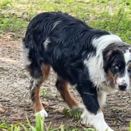 Riatta - Australian Shepherd