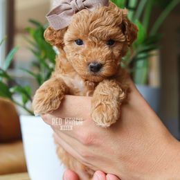 Bernedoodle, Cavapoo, Goldendoodle, Poodle, and Sheepadoodle Puppies from Red Ranch Dogs