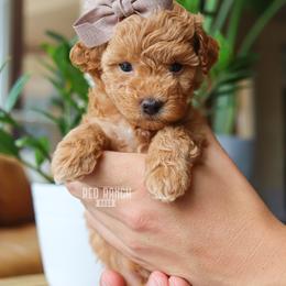 Bernedoodle, Cavapoo, Goldendoodle, Poodle, and Sheepadoodle Puppies from Red Ranch Dogs