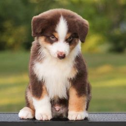 Clay - Red tri-color male Miniature American Shepherd puppy in Palacios, Texas from Coastal’s Miniature American Shepherds