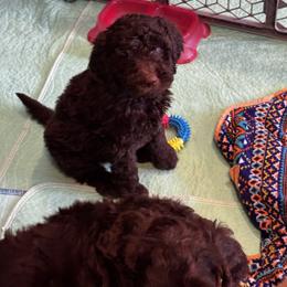 Goldendoodle Puppies from Dani’s Doodles
