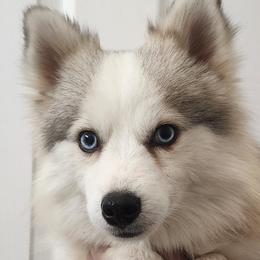 Ashton - Pomsky