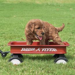 Goldendoodle Puppies from OodlesODoodles