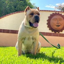 Cane Corso from Maestoso Cane Corso